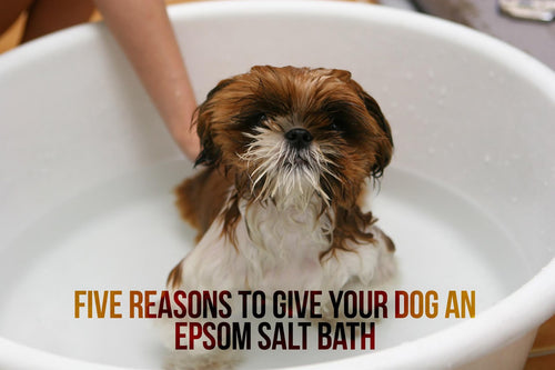Epsom Salt For Dogs Epsom Salt Dog Fleas Better Bath Better Body